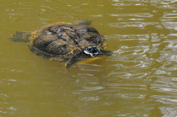 turtle